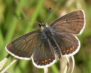 An extremely dark individual to add to the confusion, but the spots underneath confirmed it as a Brown Argus.