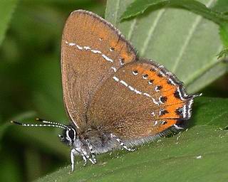 Underside. Sexes appear similar. The row of black dots on hindwing allows species to be distinguished from other hairstreaks.