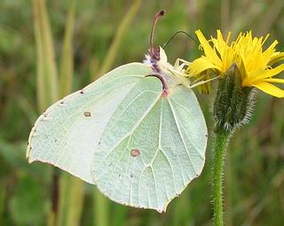 Female - pale green, similar to 