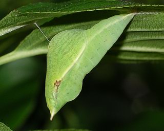 Pupa hanging from a buckthorn leaf - side view  
