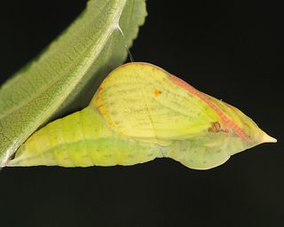 Pupa - the evening before emergence of a male the next morning