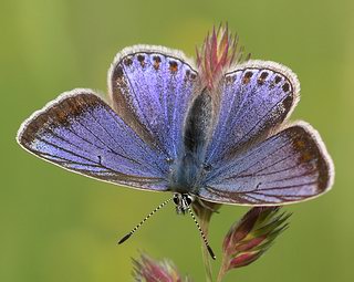Female - blue form. Female Common Blue is our most variable butterfly and can be found in a wide colour range...