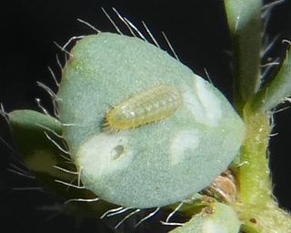 Newly hatched larva on Bird's-foot trefoil