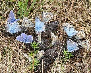 Males communally feeding on dog faeces, with two Common Blues.