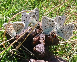 Males communally feeding on dog faeces. The two on the left are Common Blues.
