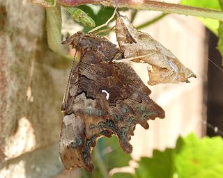 A freshly emerged adult on its pupal case, on hop.