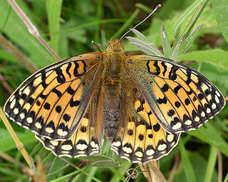 Female - the lens-shaped marks around the edges of the wings are lighter than the ground colour of the wings.