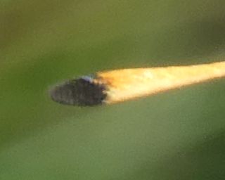 The black-coloured forward-pointing face of an Essex Skipper antennae (when viewed head on).