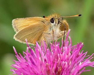 Essex Skipper has black-coloured forward-pointing face to antennae when viewed head on.