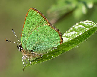No other butterfly has a green metallic appearance.