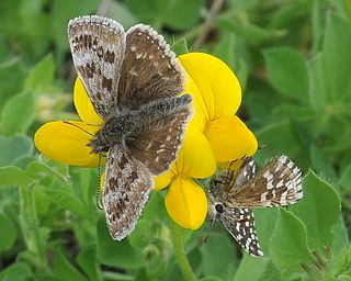 Often found on the same sites as Grizzled Skipper