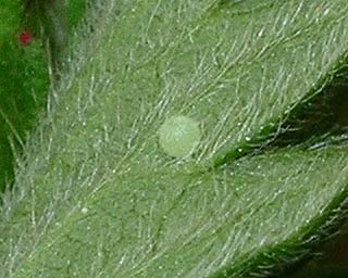 Egg on underside of agrimony leaf