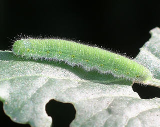 Larva has single yellow spot around each spiracle, and no yellow doral stripe (c.f. Small White)