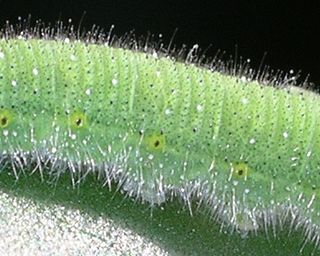 Close up of the larval solo yellow side spots, and no dorsal yellow stripe (c.f. Small White)