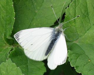 Male. (Males have only one spot, or no spot, on upper surface of forewing).