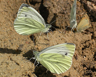 Males taking up minerals from damp earth.