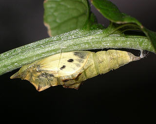 Pupa - adult about to emerge 31 days after the egg was laid