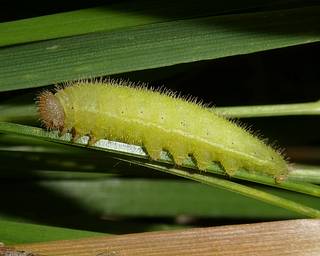 Larva near maturity