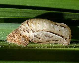 Pupa newly formed