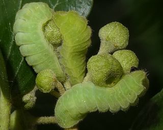 Three near fully grown larvae feeding together on ivy.