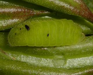 Final instar larva feeding on Wild Liquorice pods