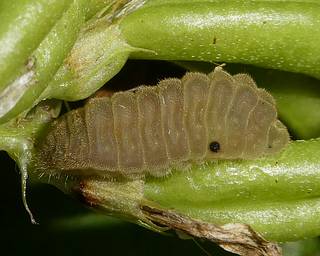 Final instar larva turns pinkish before pupating