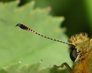 Large Skipper has a small sharp hook on the antenna tip when seen from the right angle