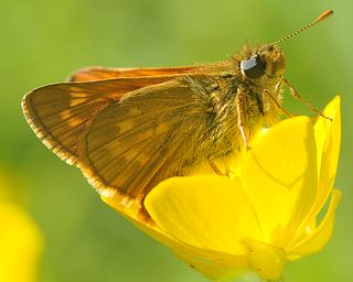The two-tone pattern distinguishes Large Skipper from Small Skipper and Essex Skipper
