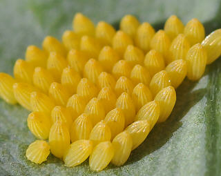 Eggs are laid in large clusters.