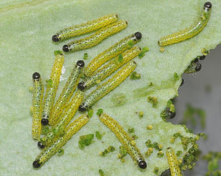 Larvae feed together until near to pupation 