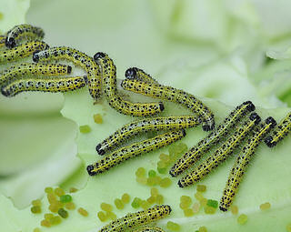 Mid-instar larvae