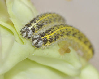 Final instar larvae have grey faces.