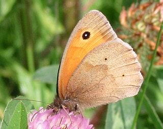 Male underside. The small (variable) black spots on hind-wing distinguish this species from the Gatekeeper which has white spots.