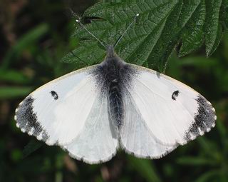 Female. Can be confused with other whites.