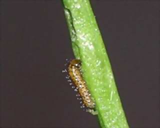 The first tiny instar (1mm long) grazing on a developing garlic mustard seedpod. 