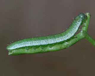 A later instar. Colour has changed to a counter-shaded green. When lit from above in the        wild the lighter underside is in shadow and the whole larva appears flatter and less obvious to predators.