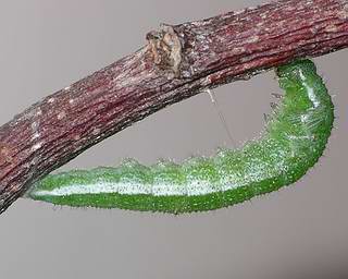 The larva beginning to transform into a pupa.