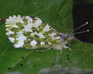 Green-patterned underside aids camouflage.