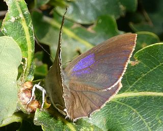 The female's upper forewing has a patch of purple