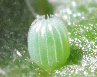 The egg is laid singly on upper surface of leaf.