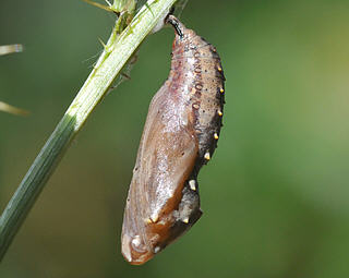 A freshly formed pupa.