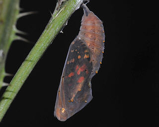 The same pupa the night before it emerged.