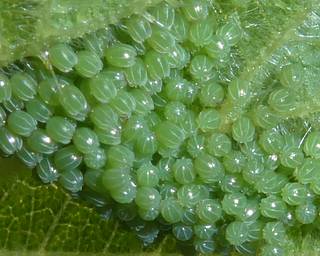 A cluster of freshly-laid eggs