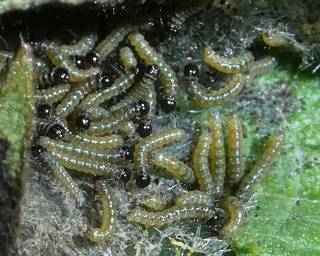 First instar larvae
