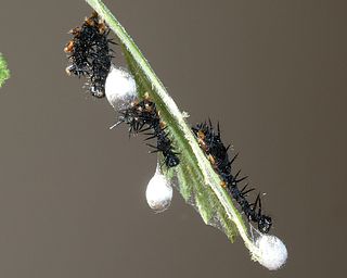 Three larvae paratisized by the wasp <i>Phobocampe confusa</i>