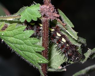 Larva feeding inside a tent made from sewn together leaves.