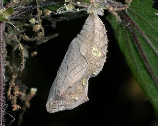 Pupa revealed. This hatched 43 days after the egg was laid.