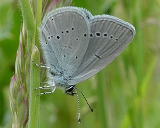 Underside. (Markings are similar to Holly Blue).