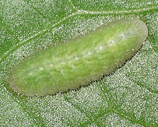 Larva, about two weeks old, 8mm long. 
