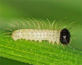 First instar larva